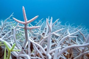 Global Biodiversity Protection Falls Short Of Un 30 By 30 Goal Report Finds