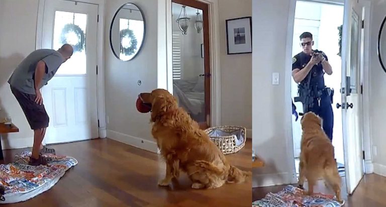 Golden Retriever Greets Home Intruder With Toys In San Diego Break In