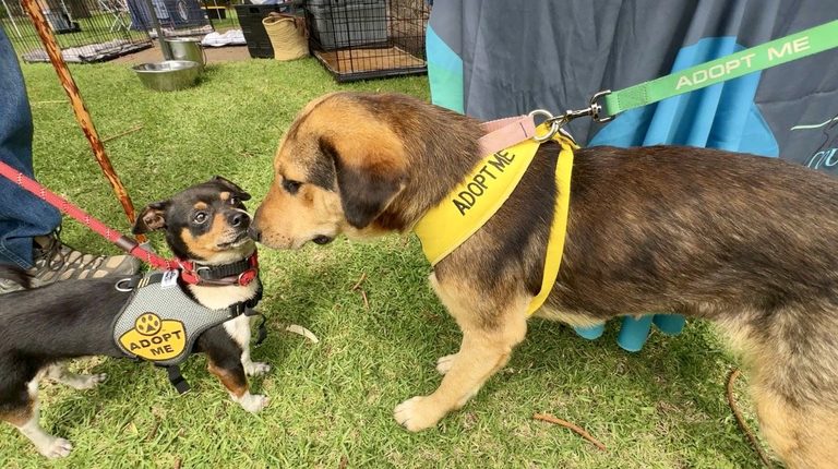 Goleta Community Gathers For 2Nd Annual Tails Of Hope Adoption Event