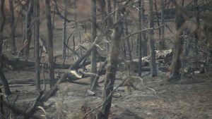 Gracemont Wildfire Forces Family Evacuation As Flames Close To Home
