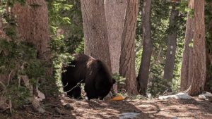 Grand Teton National Park Euthanizes Black Bear After Visitors Repeatedly Fed It