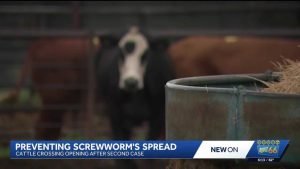 Grant County Horse Tests Positive For New World Screw Worm As Santa Teresa Cross