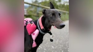 Great Global Greyhound Walk Brings Dog Lovers To Drake Park In Bend