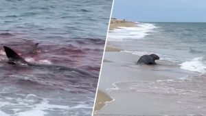 Great White Shark Attacks Seal Off Great Point Beach In Nantucket