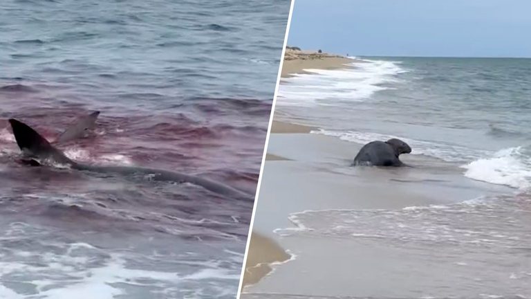 Great White Shark Attacks Seal Off Great Point Beach In Nantucket