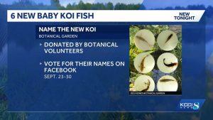 Greater Des Moines Botanical Garden Welcomes Six Baby Koi To Its Indoor Pond