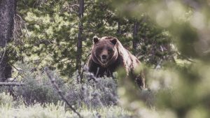 Grizzly 399 Sculpture Unveiling Kicks Off Jackson Hole Fall Arts Festival