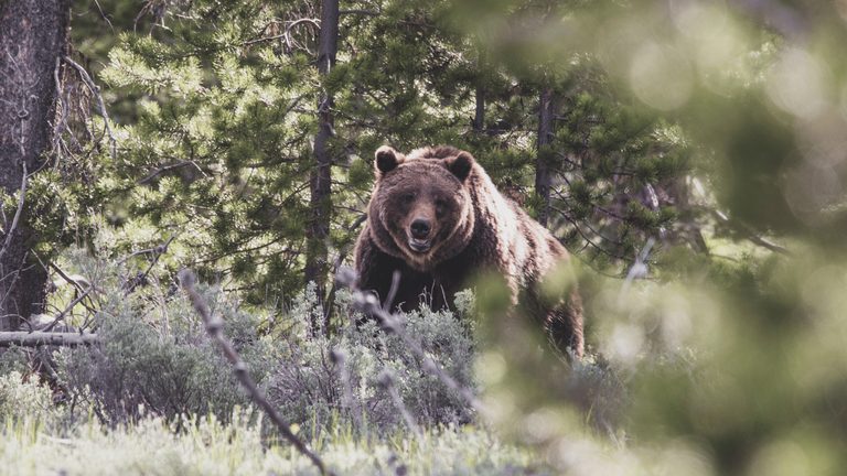 Grizzly 399 Sculpture Unveiling Kicks Off Jackson Hole Fall Arts Festival