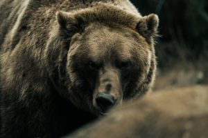 Haines Closes Lily Lake Trail After Resident Injured In Bear Encounter