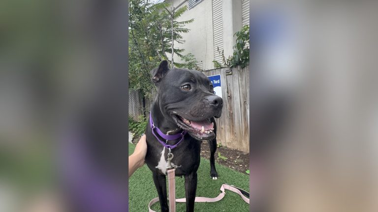 Handsome Boxer Sherlock Awaits A Forever Home In The Dc Area