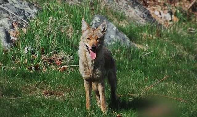 Haverhill Police Warn Residents After Rogue Coyote Bites Man And Eyes Toddler