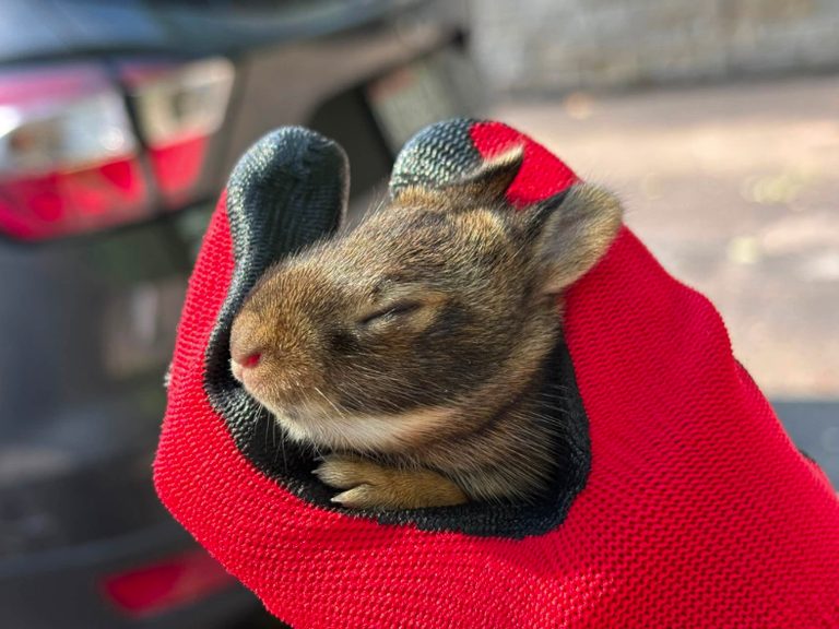 Heckrodt Wetland Reserve Mobilizes To Rescue Wildlife After Menasha Ef 3 Tornado