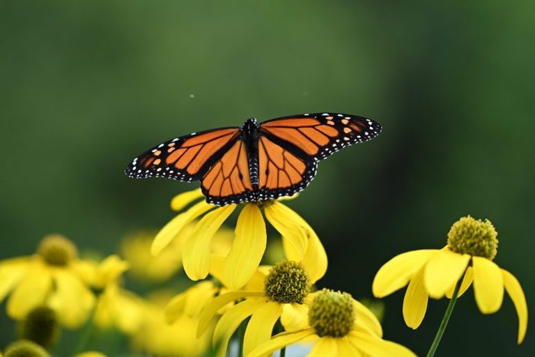 Help Monarch Butterflies Thrive In Maryland Plant Native Milkweed And Join Local