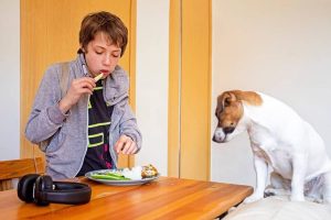 Helping Your Dog Adjust To The Back To School Routine