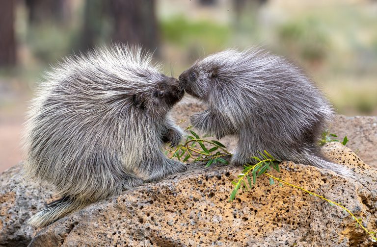 High Desert Museum Honors National Wildlife Day With Live Animal Programs In Ben