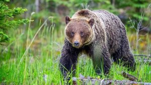 Hiker S Close Encounter With Grizzly At Glacier National Park Highlights Wildlif