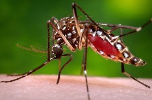 Hillsborough County Health Officials Report First Dengue Death As Outbreak Inten