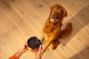 How To Choose A Nutritious Dog Food Five Key Factors For Pet Parents