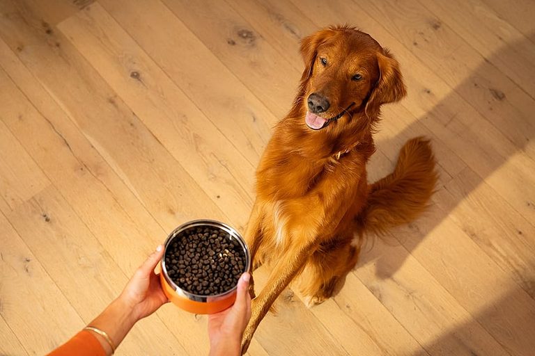 How To Choose A Nutritious Dog Food Five Key Factors For Pet Parents