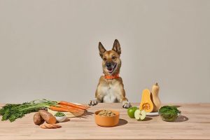 How To Choose Fresh Dog Food With Real Whole Ingredients