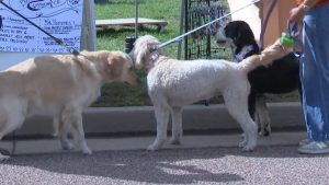 Humane Society Of The Pikes Peak Region Launches Pawtoberfest Fundraiser In Colo