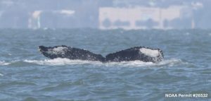 Humpback Whale Spotted Breaching In Sacramento River Near Rio Vista