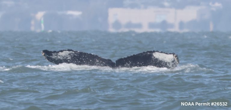 Humpback Whale Spotted Breaching In Sacramento River Near Rio Vista