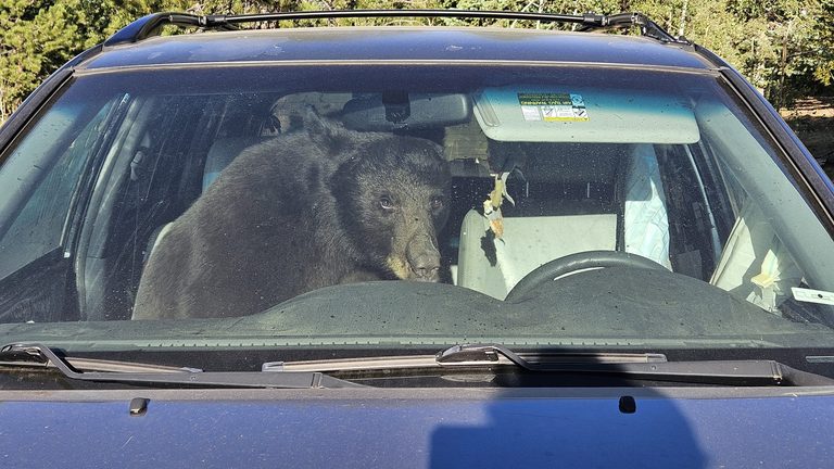 Hungry Bears Roam Colorado Towns As Drought Forces Wildlife Into Neighborhoods