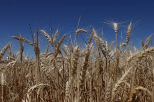 Immigration Enforcement Threatens Australia S Wheat Harvest Farm Groups Warn