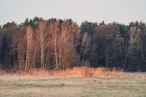Indianapolis First Frost Dates For 2026 What Gardeners Need To Know