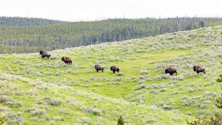 Interior Department Withholds 428K For Yellowstone Cultural Projects Citing Admi