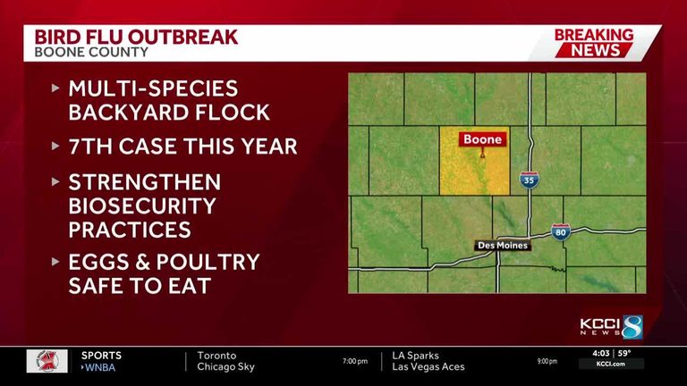 Iowa Department Of Agriculture Confirms Bird Flu Outbreak In Boone County Backya