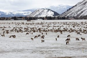 Jackson Officials Weigh Elk Feeding Plan Amid Water Supply Concerns