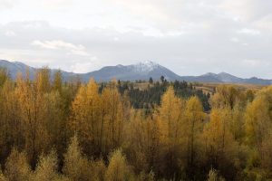Jackson Residents Urged To Leave Autumn Leaves For Wildlife Benefit
