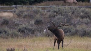 Jackson Residents Urged To Remove Yard Items To Prevent Antler Entanglements