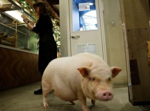 Japan Launches First Nationwide Survey Of Animal Caf S Amid Welfare And Health C