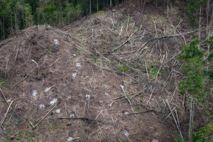 Japan S Surge In Wood Pellet Imports Fuels Indonesia Deforestation