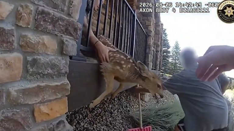 Jefferson County Animal Control Rescues Baby Fawn Trapped On Morrison Deck