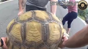 Jefferson County Sheriff S Office Rescues Wandering Sulcata Tortoise In Littleto