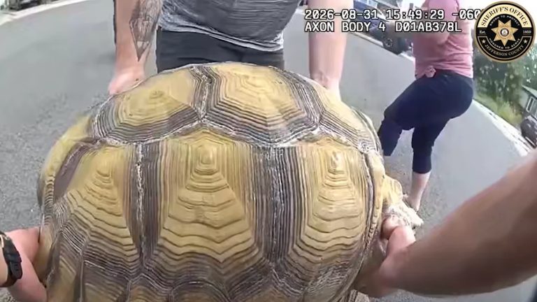 Jefferson County Sheriff S Office Rescues Wandering Sulcata Tortoise In Littleto