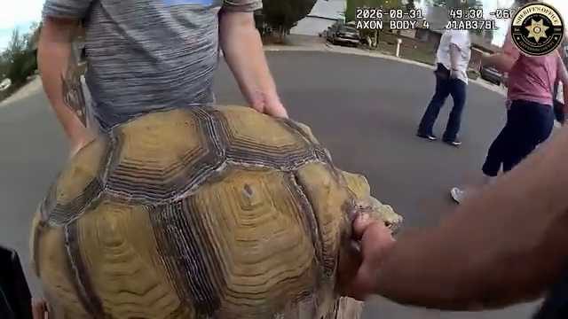 Jefferson County Sheriff S Office Rescues Wandering Tortoise In Littleton