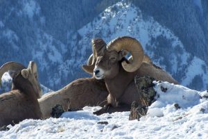 John Day River Bighorn Sheep Herd Faces First Detection Of Pneumonia Pathogen