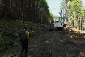 Judge Halts Multimillion Dollar Timber Project Amid Trump Administration S Push