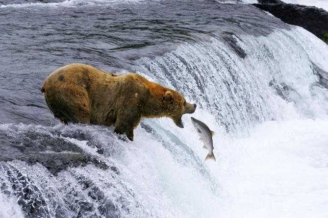 Katmai National Park Launches Fat Bear Week 2026 Voting Competition
