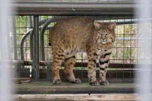 Kentucky Lawmakers Consider Doubling Bobcat Bag Limit Amid Wildlife Group Concer