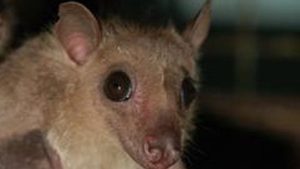 La County Health Officials Warn Of Record High Rabies Cases In Local Bat Populat
