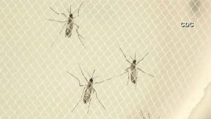 La County Reports 100 West Nile Cases Officials Urge Protective Steps