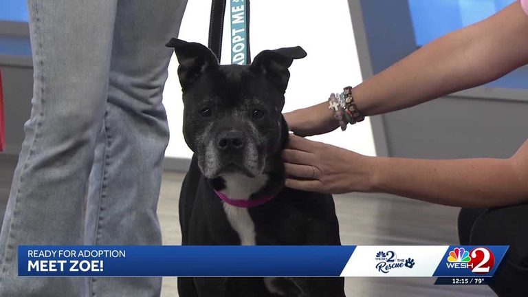 Lake County Animal Shelter Seeks Forever Home For Senior Dog Zoe