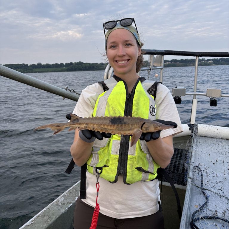 Lake Erie S Juvenile Sturgeon Thrive In Cleveland Waters A Year After Release