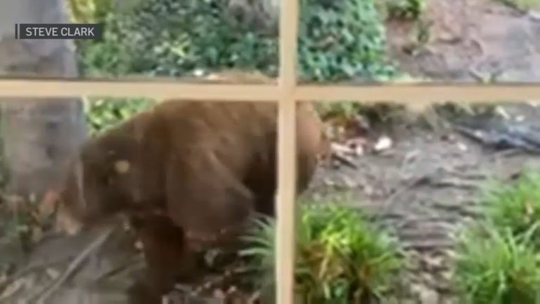 Large Black Bear Roams Altadena Neighborhood Residents Take Precautions